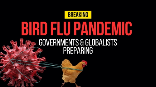 Bird Flu Pandemic - Revival Nation - Blog